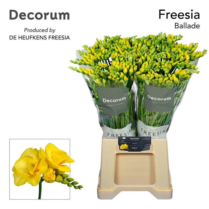 <h4>Freesia du Ballade</h4>