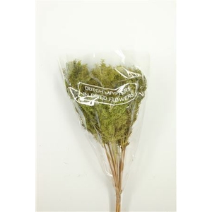 Dried Umbr. Plant Green Bunch