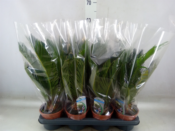 <h4>Cycas revoluta</h4>