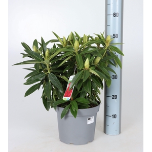 RHOD RHODO RED DEVIL