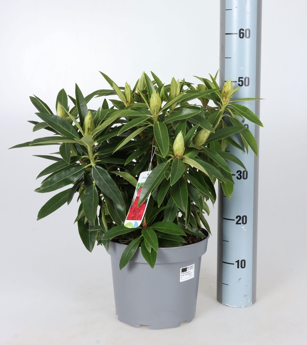 <h4>RHOD RHODO RED DEVIL</h4>