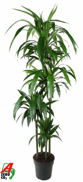 <h4>Dracaena frag. 'Janet Craig'</h4>