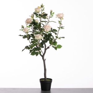 Af Rosa In Pot H109cm L.pink