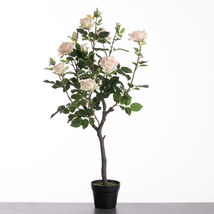 <h4>Af Rosa In Pot H109cm L.pink</h4>