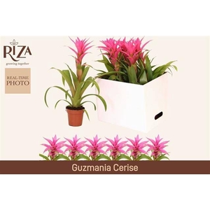 GUZM SUERTE CERISE