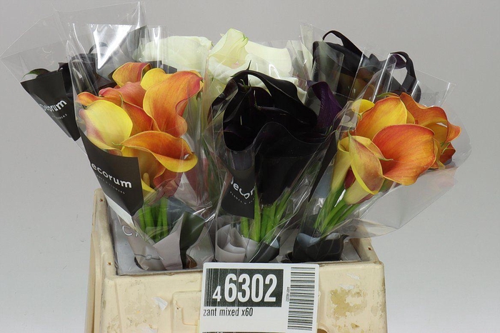 <h4>Zant Mixed X60</h4>