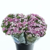 Di Barb Amazon Lavendel