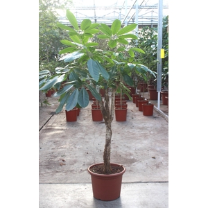 Schefflera actinophylla 'Amate’