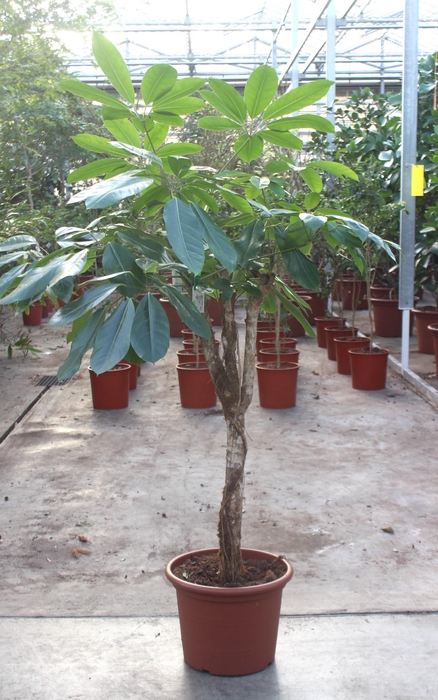 <h4>Schefflera actinophylla 'Amate’</h4>