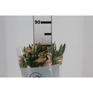 ALSTROEMERIA EVA 080 CM