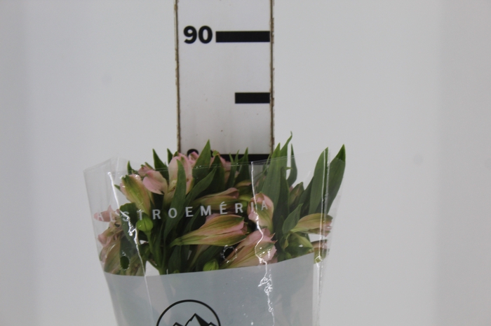 <h4>ALSTROEMERIA EVA 080 CM</h4>