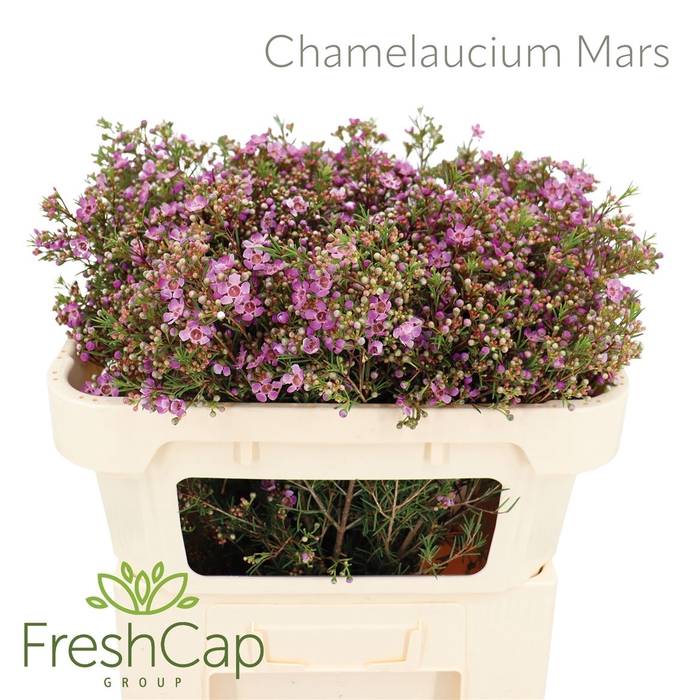<h4>Chamelaucium Mars</h4>