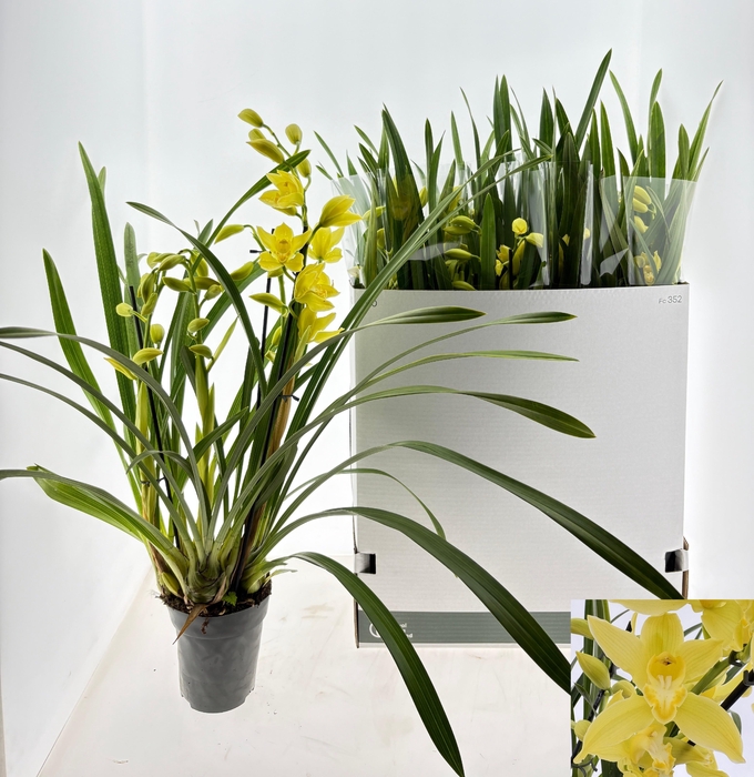 <h4>CYMB OVERIG</h4>