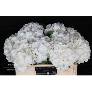 Hydr White Verena