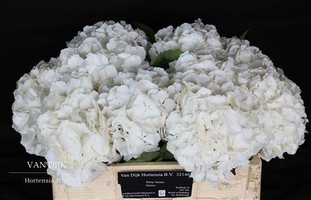 <h4>Hydr White Verena</h4>