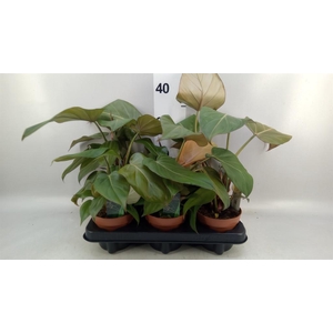 Philodendron   ...