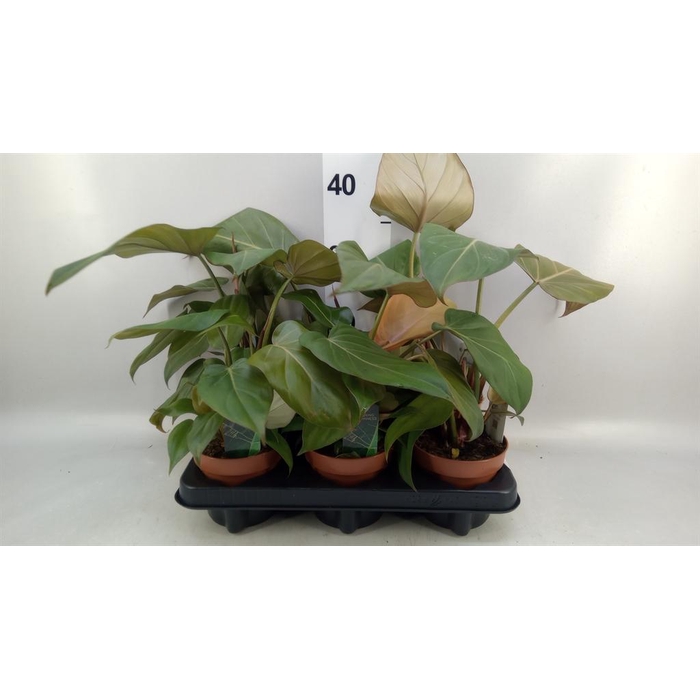 <h4>Philodendron   ...</h4>