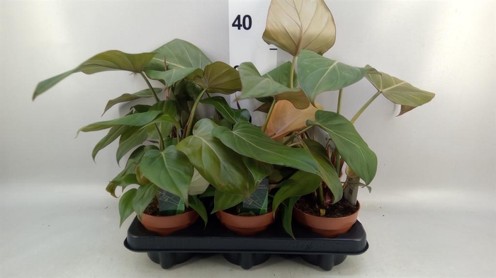 Philodendron   ...