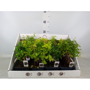 Bonsai   ...mix