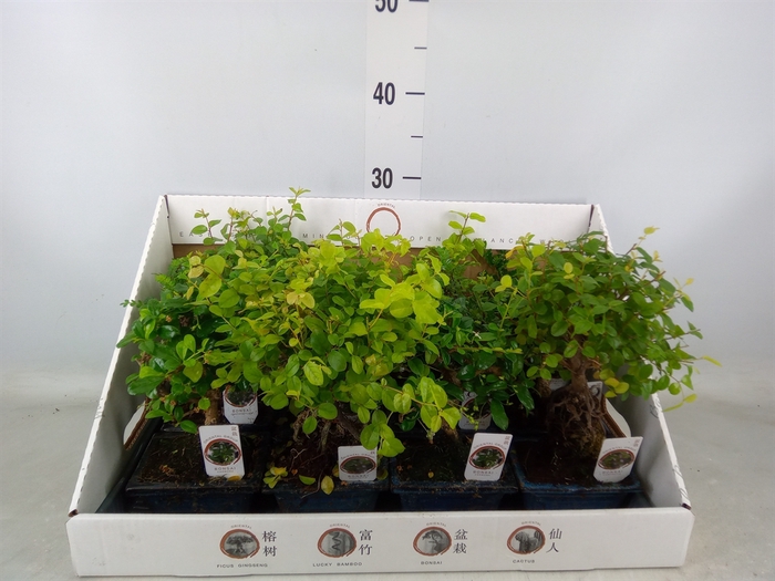<h4>Bonsai   ...mix</h4>