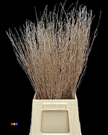 Betula / Berkentak Antique Gold