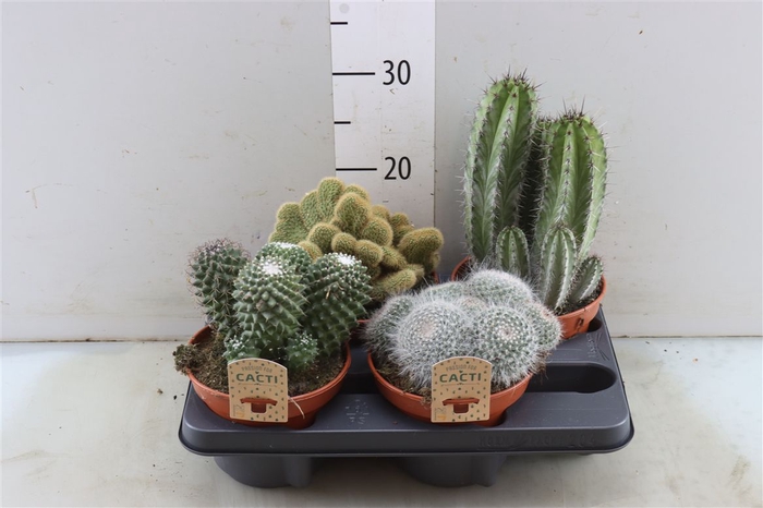 <h4>Cactus Gemengd</h4>