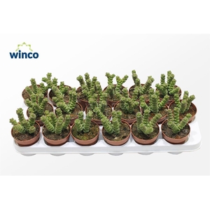 Crassula Marneriana (jade)