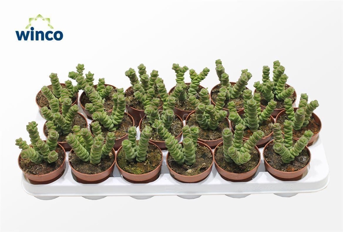 <h4>Crassula Marneriana (jade)</h4>