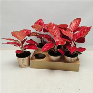 Aglaonema Kl Red