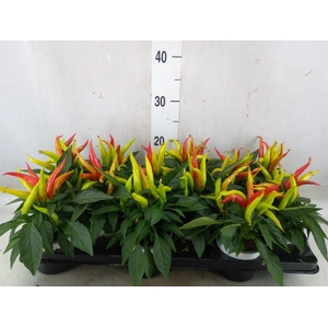 Capsicum annuum 'Joker'