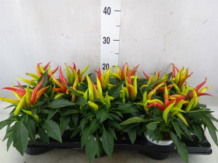 <h4>Capsicum annuum 'Joker'</h4>