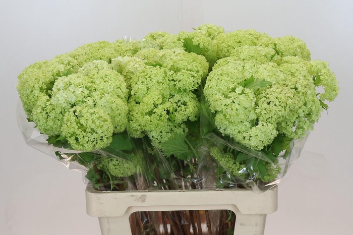 <h4>Viburnum Roseum</h4>