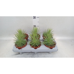 Agave stricta 'Nana'