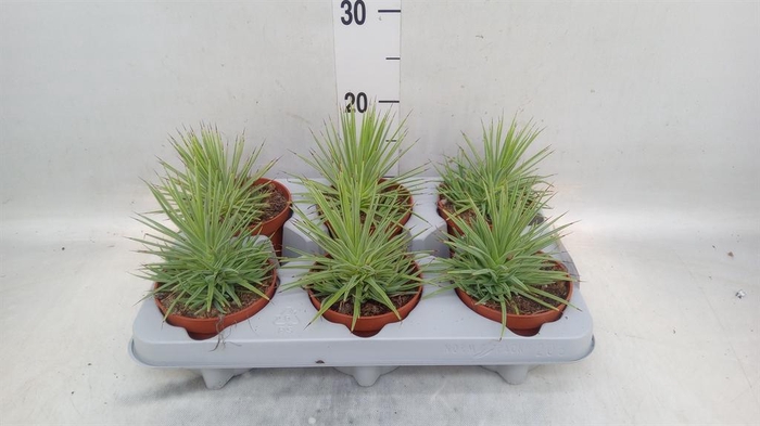 <h4>Agave stricta 'Nana'</h4>