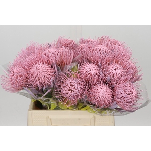 Nutans Painted Baby Pink