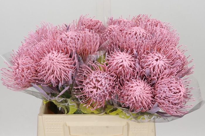 <h4>Nutans Painted Baby Pink</h4>