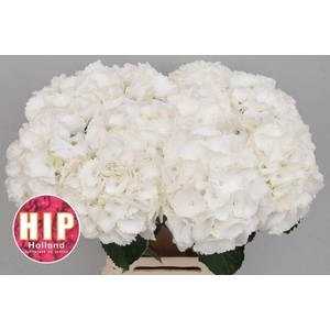 Hydrangea schneeball