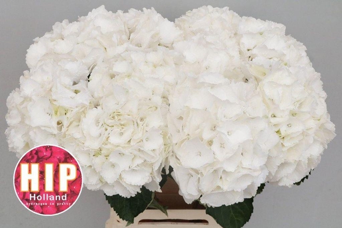 <h4>Hydrangea schneeball</h4>
