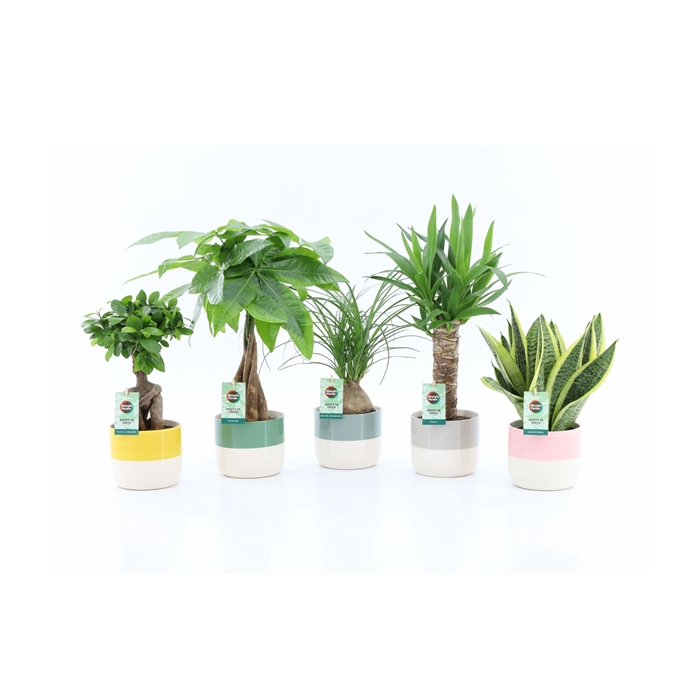 <h4>Easy to Care mix in Two Tone keramiek</h4>