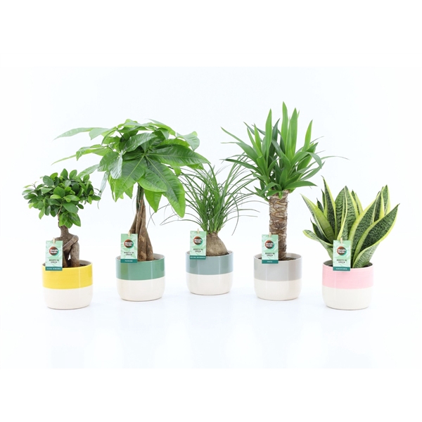 Easy to Care mix in Two Tone keramiek