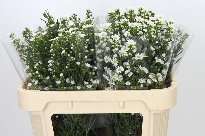 <h4>Aster Paquita</h4>
