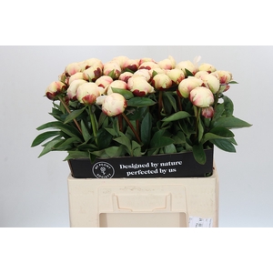 Paeonia Elsa Sass