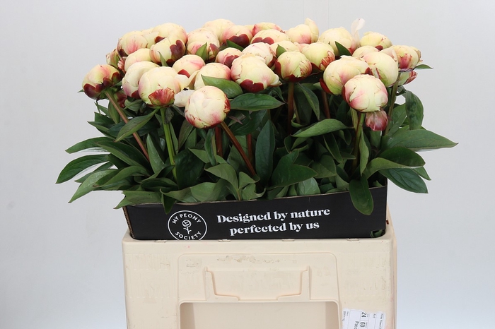 <h4>Paeonia Elsa Sass</h4>
