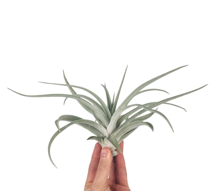 <h4>Tillandsia harissi XL</h4>
