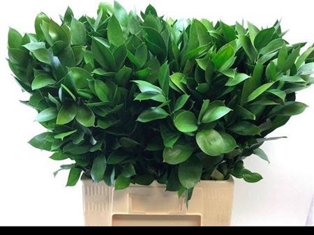 <h4>Ruscus Hypophyllum 70 Cm</h4>