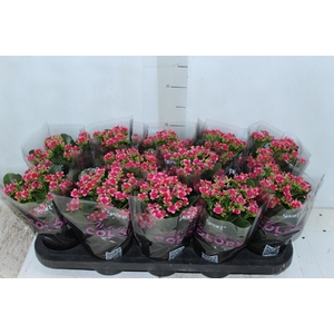 KALANCHOE P11 BICOLOR PINK