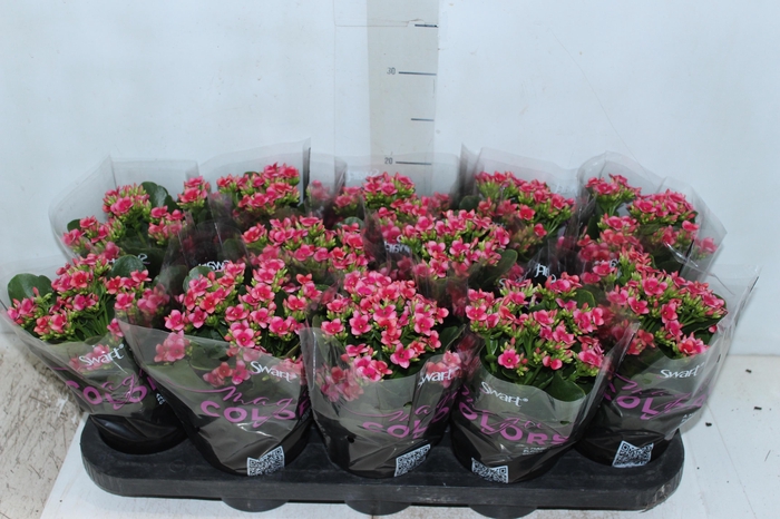 <h4>KALANCHOE P11 BICOLOR PINK</h4>