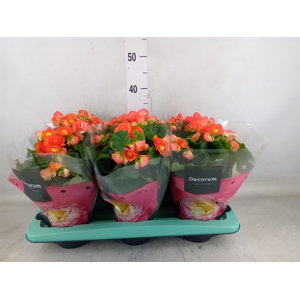Begonia elat. DU 'Reina'