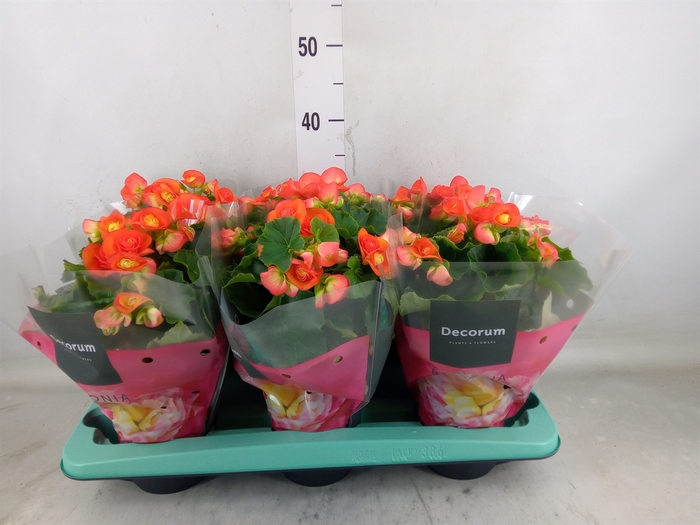 <h4>Begonia elat. DU 'Reina'</h4>