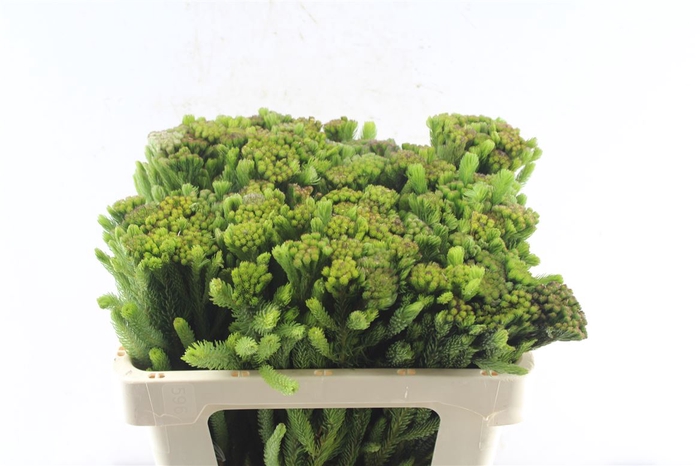 <h4>Kaaps Brunia Albiflora Green</h4>